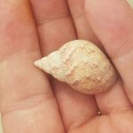 Foreshore finds